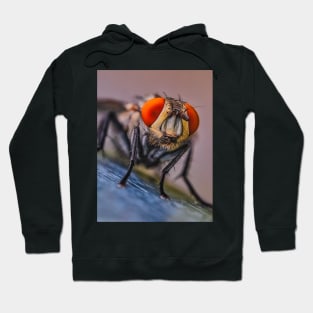 Flesh Fly Macro Insect Photograph Hoodie